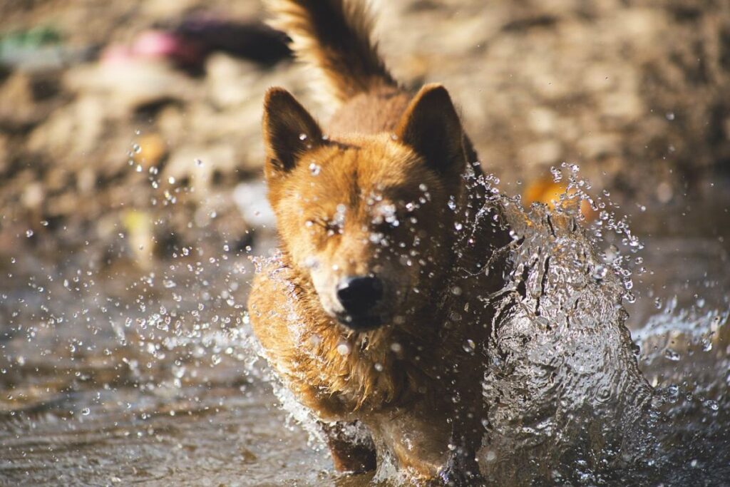 Eine Kühlmatte für Hunde macht dem Vierbeiner im Sommer das Leben leichter. Er kann nämlich nicht schwitzen.